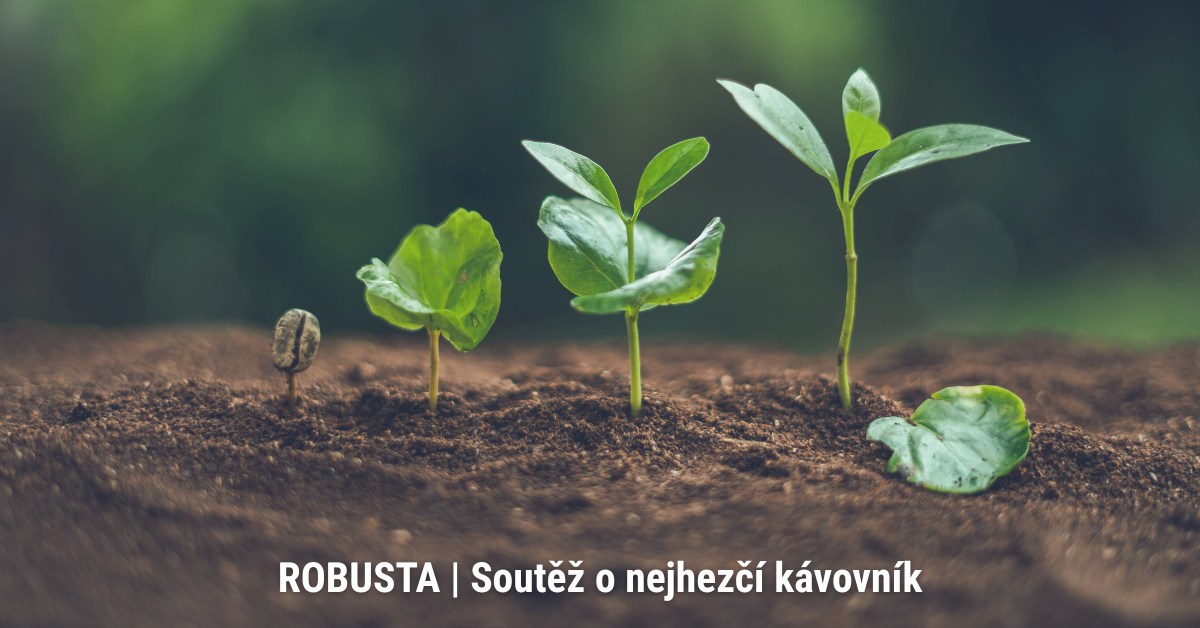 robusta